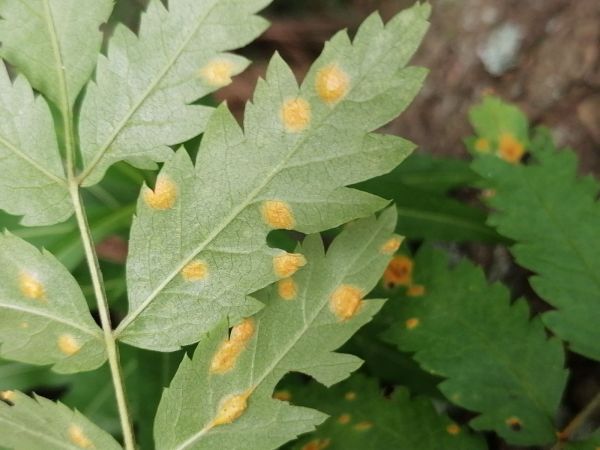 Mountain ash juniper rust