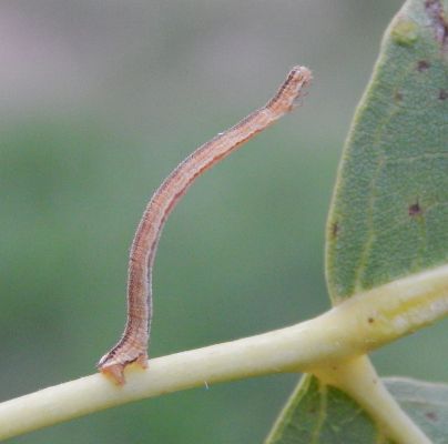 A - nejednoznačne určen&yacute;, nie sme si ist&iacute;