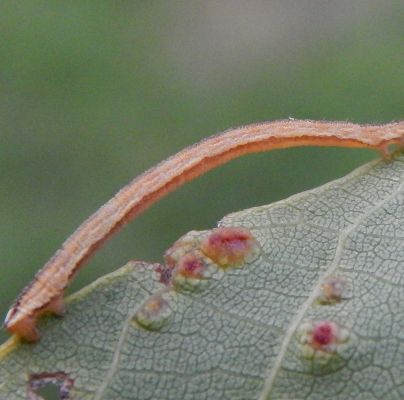 A - nejednoznačne určen&yacute;, nie sme si ist&iacute;