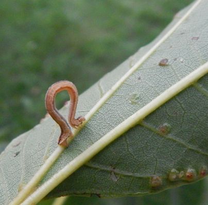 A - nejednoznačne určen&yacute;, nie sme si ist&iacute;
