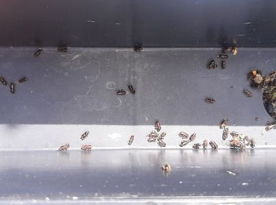 Lykožr&uacute;t smrekov&yacute;