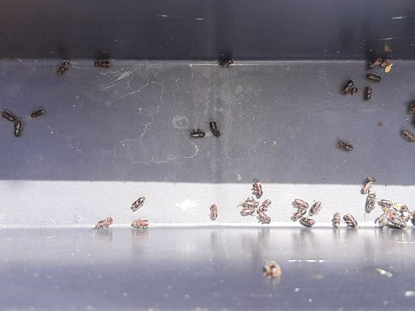 European spruce bark beetle