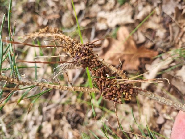 Web-spinning pine-sawfly
