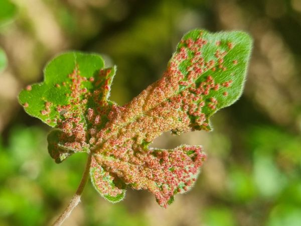 Gall mite Aceria myriadeum