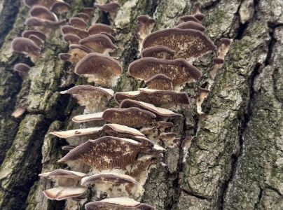 Tr&uacute;dnikovec zamatov&yacute;