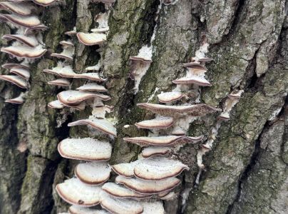 Tr&uacute;dnikovec zamatov&yacute;