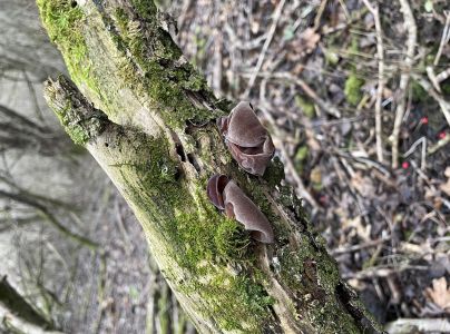 Uchovka bazov&aacute;