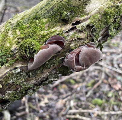 Auricularia auricula-judae