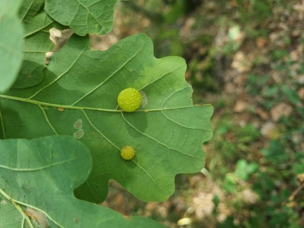 Cynipid gall wasp Cynips quercusfolii 