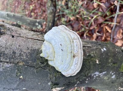 Pr&aacute;chnovec kopytovit&yacute;