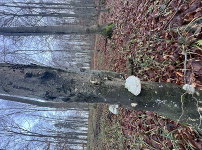 Pr&aacute;chnovec kopytovit&yacute;