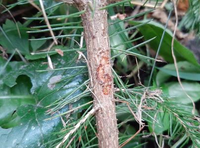 Tvrdoň smrekov&yacute;