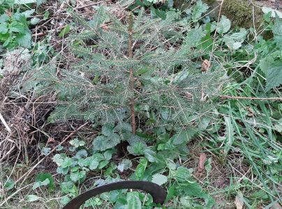 Tvrdoň smrekov&yacute;