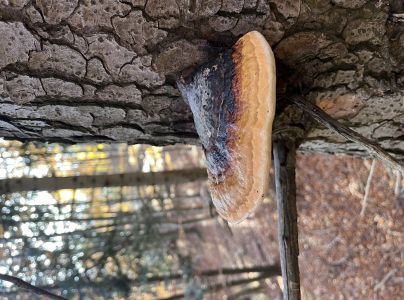 Pr&aacute;chnovček p&aacute;sikav&yacute; 