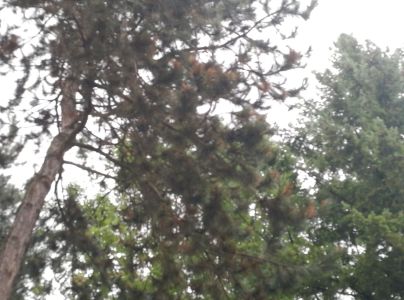 Pyknidovka beľov&aacute;