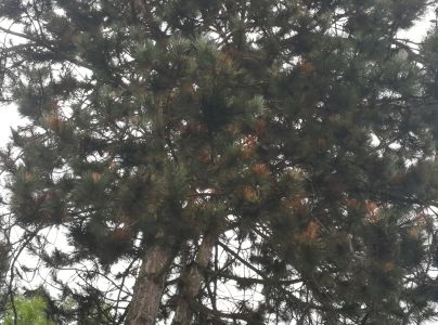 Pyknidovka beľov&aacute;