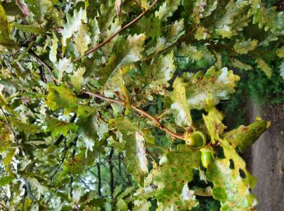 Sietnička dubov&aacute;