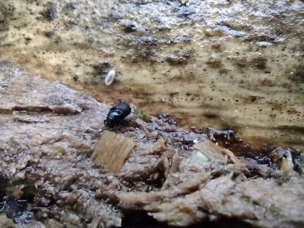 Larch elm bark beetle