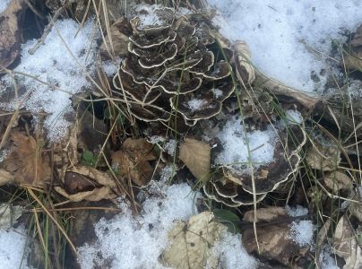 Tr&uacute;dnikovec pestr&yacute;