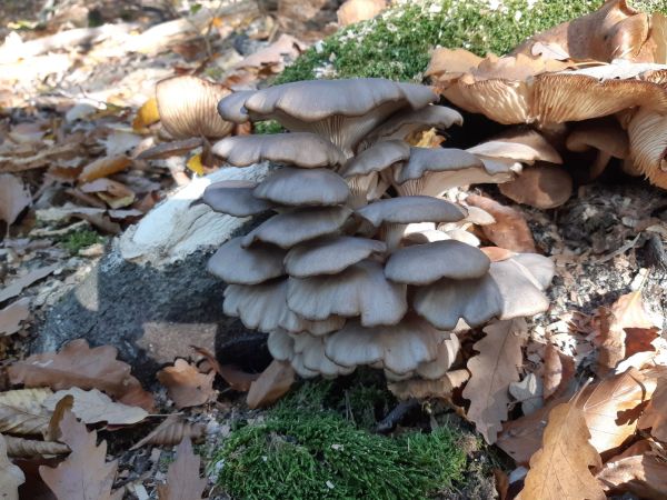 Oyster mushroom