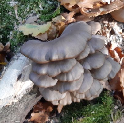 Pleurotus ostreatus 