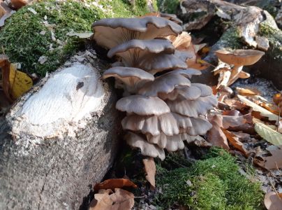 Hliva ustricovit&aacute;