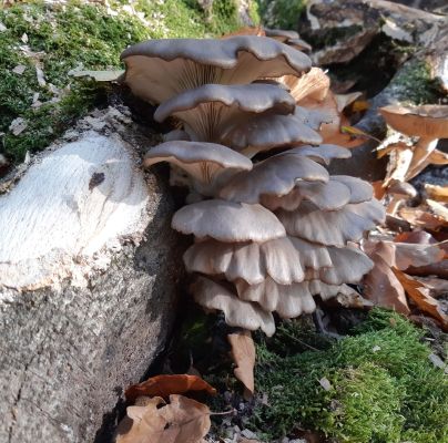 Pleurotus ostreatus 