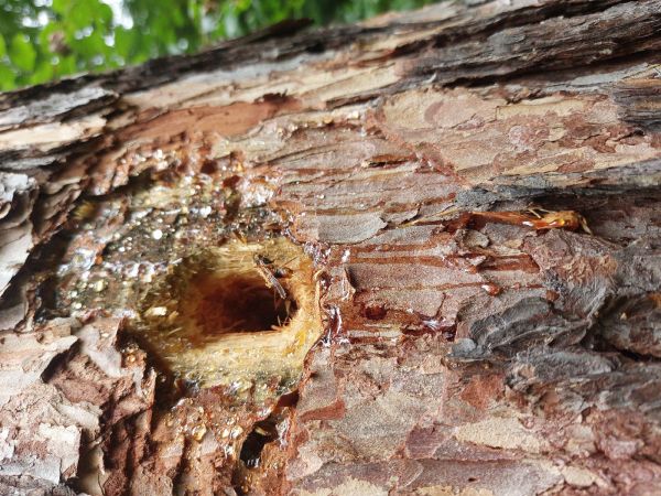 Greater horntail wasp