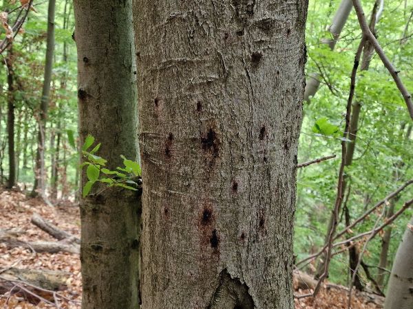 Beech bark beetle