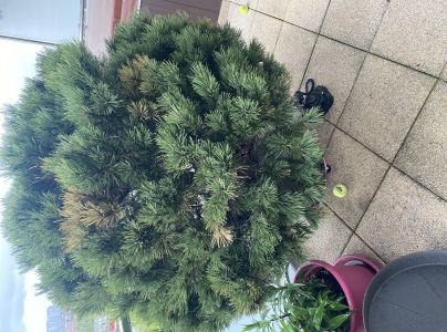 Sypavka borov&iacute;c hned&aacute;