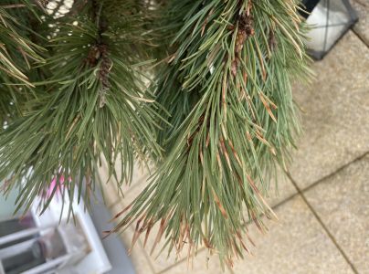 Sypavka borov&iacute;c hned&aacute;