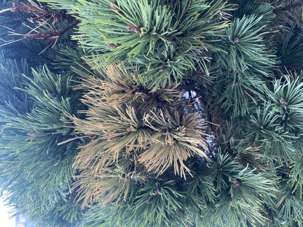 Brown spot needle blight