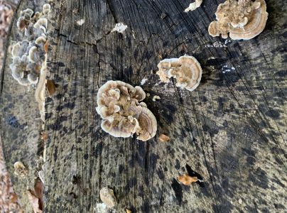 Tr&uacute;dnikovec pestr&yacute;