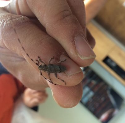 Acanthocinus aedilis 