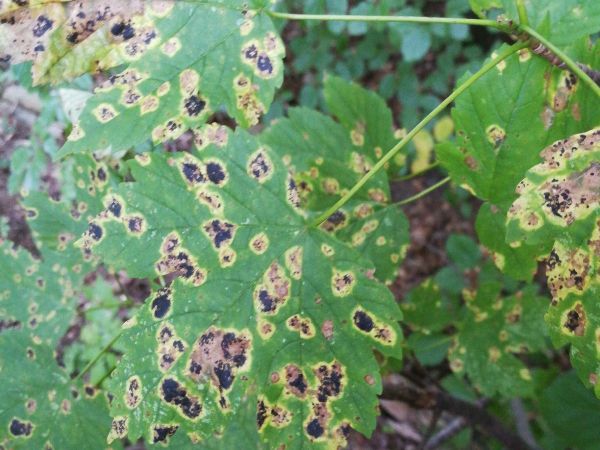 European Tar Spot