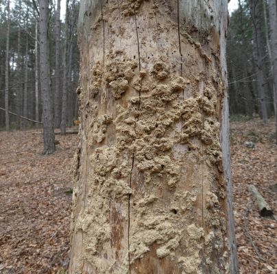 A - Ambiguously determined, we are not sure