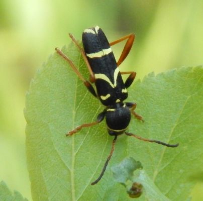 Clytus arietis