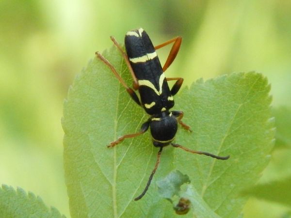 Clytus long-horned beetle