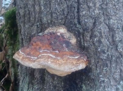 Pr&aacute;chnovček p&aacute;sikav&yacute; 