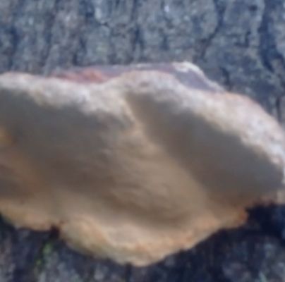Fomitopsis pinicola 