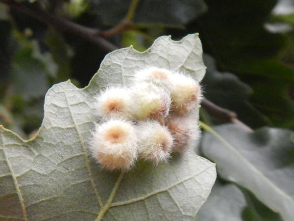 Gall wasp Neuroterus lanuginosus