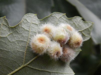 Hrčiarka Neuroterus lanuginosus