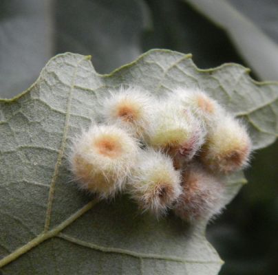 Neuroterus lanuginosus