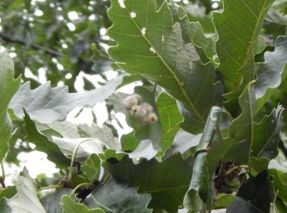 Hrčiarka Neuroterus lanuginosus