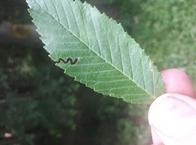 Ploskanka Aproceros leucopoda