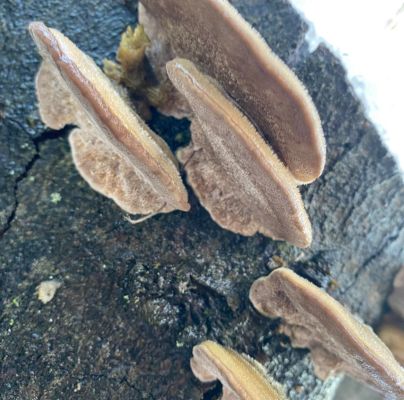 Trametes hirsuta 