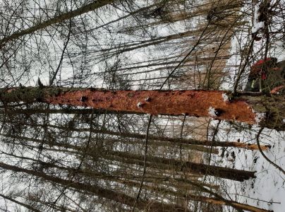 Fuz&aacute;č smrekovcov&yacute;