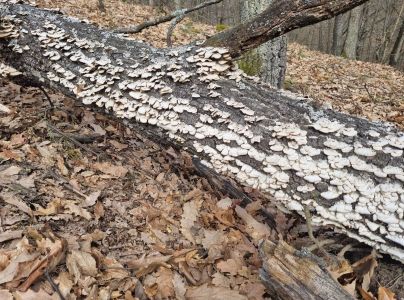 Pevn&iacute;k chlpat&yacute;