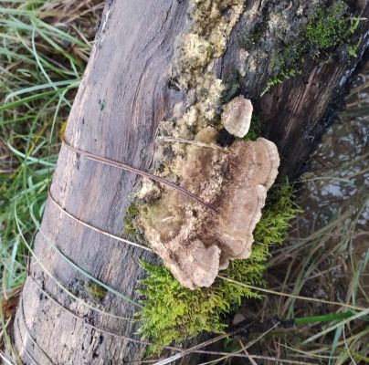 Daedaleopsis confragosa 