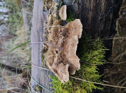 Sieťkovček červenkast&yacute;